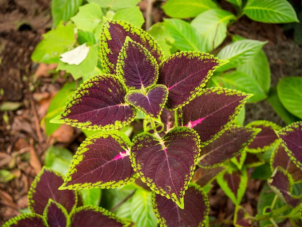 Coleus Scutellarioides Běžně Známý Jako Coleus Rostlina Tmavě Fialovými Listy — Stock fotografie