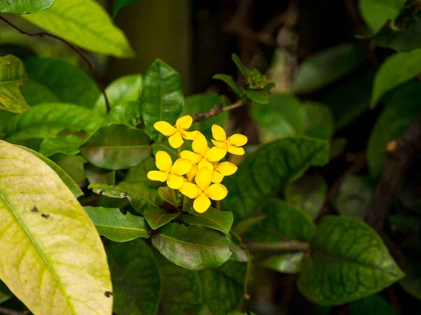 Jungle Geranium Flame Woods Jungle Flame Pendkuli Ixora Coccinea Yellow — Stock Photo, Image