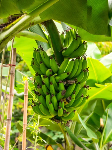 Drzewo Bananowe Musa Acuminata Ogrodzie Pochmurny Dzień — Zdjęcie stockowe