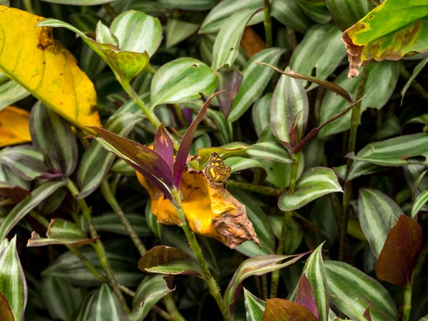 Papillon Orange Noir Siproeta Epaphus Debout Sur Une Tradescantia Zebrina — Photo