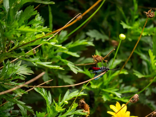 在花园里一朵黄花上的红斑斑Wasp Mimic蛾Dinia Eagrus — 图库照片