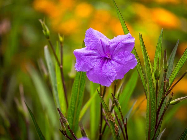 Mexican Petunia Mexican Bluebell Britton Wild Petunia Ruellia Simplex Purple — Stock Photo, Image