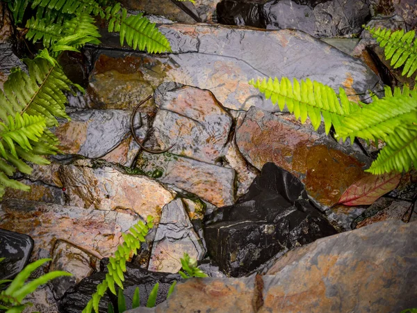 Small Waterfall Rocks Ferns — Stock Photo, Image