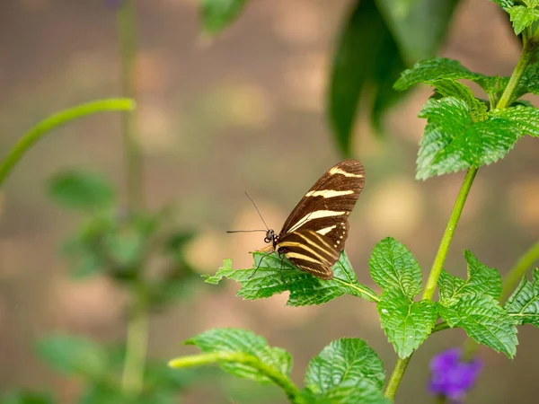 Zebra Longwing Neboli Zebra Heliconian Heliconius Charithonia Motýl Usazený Listech — Stock fotografie