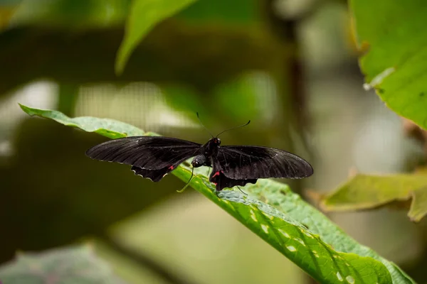 哥伦比亚麦德林的红斑燕尾蝶 Papilio Anchisiades 红斑燕尾蝶 Pink Spots — 图库照片