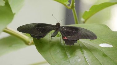 Yakut Leke Kuyruklu Kırlangıç ya da Kırmızı Leke Kuyruklu Kırlangıç (Papilio Anchisiades), Kolombiya Medellin 'de Pembe Benekli Kara Kelebek