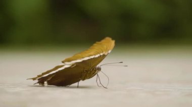 Medellin, Kolombiya 'da Çimento Zemininde Yürüyen Turuncu ve Siyah Kelebek (Siproeta Epaphus)