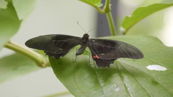 Ruby Spotted Swallowtail Red Spotted Swallowtail Papilio Ankers Zwarte Vlinder — Stockvideo