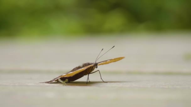 Oranje Zwarte Vlinder Siproeta Epaphus Wandelen Een Betonnen Vloer Medellin — Stockvideo