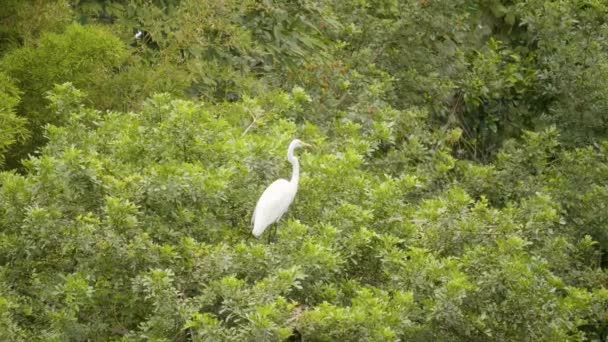 Een Witte Reiger Bovenop Een Boom Medellin Colombië — Stockvideo