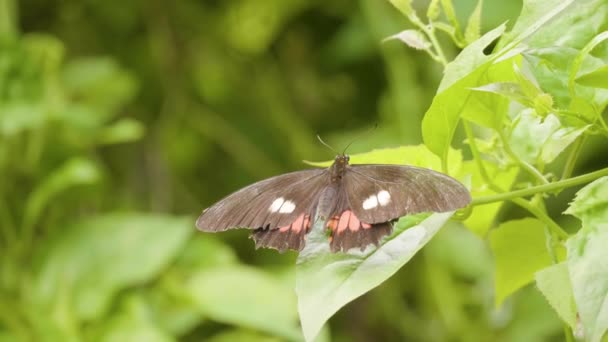 Rotfleckiger Schwalbenschwanz Papilio Anchisiades Schwarzer Schmetterling Mit Rosa Flecken Den — Stockvideo