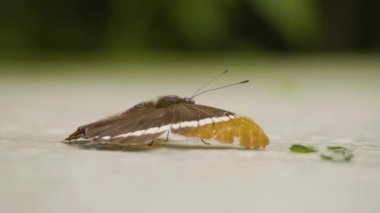 Medellin, Kolombiya 'da Çimento Zemininde Yürüyen Turuncu ve Siyah Kelebek (Siproeta Epaphus)