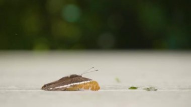 Medellin, Kolombiya 'da Çimento Zemininde Yürüyen Turuncu ve Siyah Kelebek (Siproeta Epaphus)