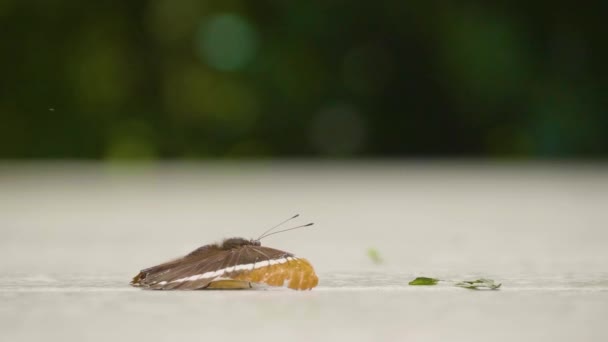 Orange Und Schwarzer Schmetterling Siproeta Epaphus Auf Einem Zementboden Medellin — Stockvideo