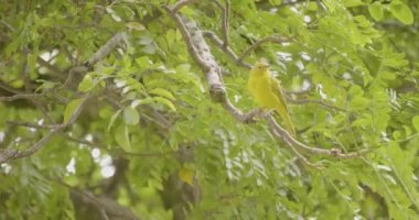 Saffron Finch (Sicalis flaveola), Sarı Kuş bir ağaç dalında bulunur.