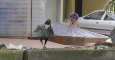 Medellin, Antioquia, Kolombiya - 16 Kasım 2020: Kara Şahin (Coragyps atratus) Çöplükle dolu bir avluda yürüyor, arka bahçesini tamir eden bir adamla