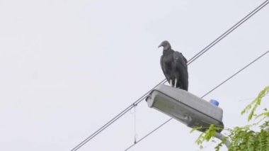 Kara Şahin (Coragyps atratus) Apaçık bir günde bir lamba direğinin üzerinde duruyor