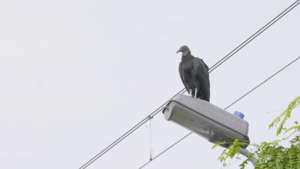 黑色秃鹰 Coragyps Atratus 在一个晴朗的日子站在灯柱上 — 图库视频影像