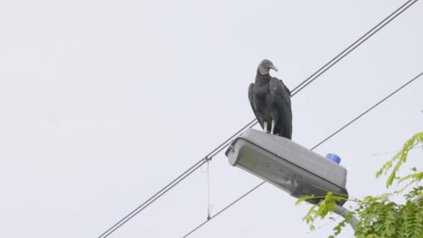 Buzzard Preto Coragyps Atratus Poste Lâmpada Dia Claramente — Vídeo de Stock