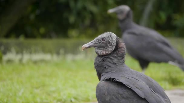 Black Buzzard Coragyps Atratus Walking Park Clear Day — Stok Video