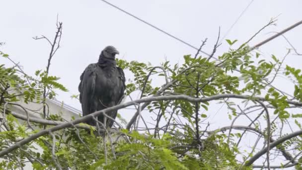 Black Buzzard Standing Tree Branch Clearly Day — Stock Video