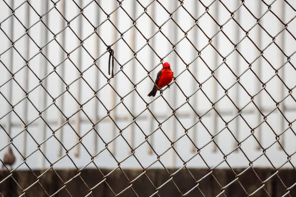 Vermilion Flycatcher Pyrocephalus Obscurus Pequeno Pássaro Passeriano Posando Uma Grade — Fotografia de Stock