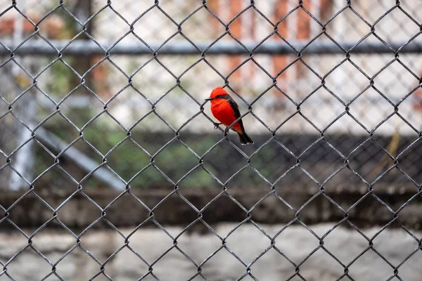 Vermilion Flycatcher Pyrocephalus Obscurus Pequeno Pássaro Passeriano Posando Uma Grade — Fotografia de Stock