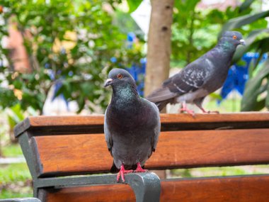 Columbidae (Order Columbiformes) familyasından güvercin, kuş türleri Park Bench 'in tepesinde durmaktadır.