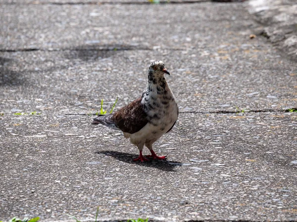 Голуб Вид Птахів Родині Columbidae Порядку Columbiformes Стоїть Асфальті Вдень — стокове фото