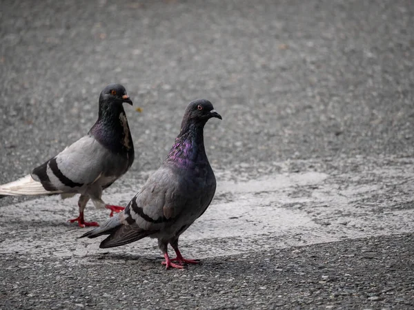 Gołąb Gatunek Ptaków Rodziny Columbidae Kolejność Columbiformes Chodzenie Asfalcie Dzień — Zdjęcie stockowe