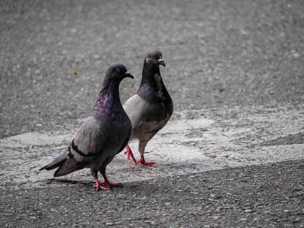 Två Duvor Fågelarter Familjen Columbidae Beställa Columbiformes Promenader Asfalt Dagen — Stockfoto