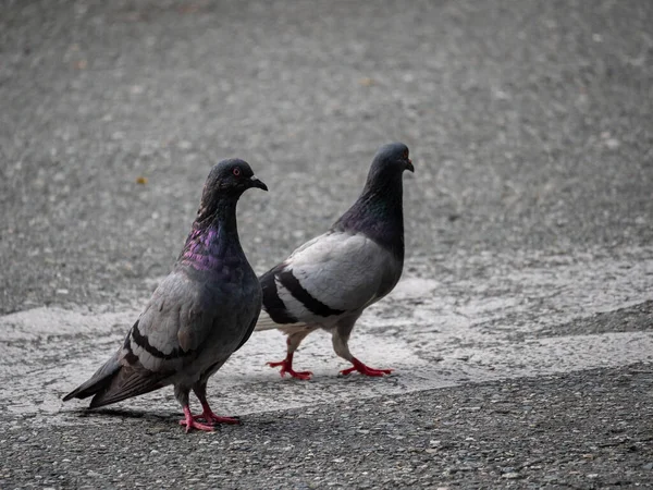 Два Голуби Вид Птахів Родині Columbidae Рід Columbiformes Прогулюючись Асфальту — стокове фото