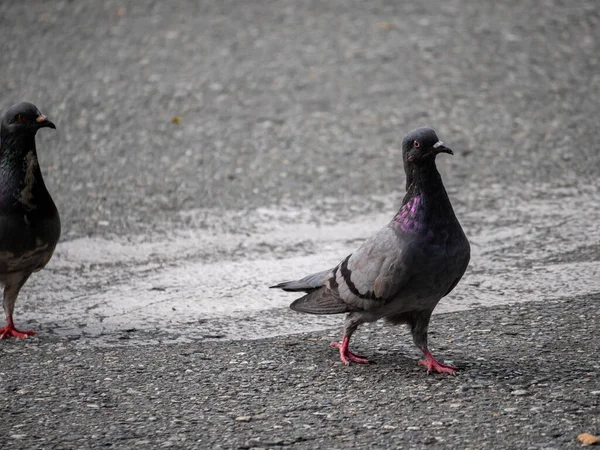 Duva Fågelart Familjen Columbidae Beställ Columbiformes Vandring Asfalt Dagen — Stockfoto