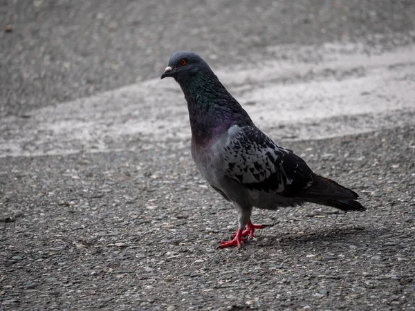 Gołąb Gatunek Ptaków Rodziny Columbidae Kolejność Columbiformes Chodzenie Asfalcie Dzień — Zdjęcie stockowe