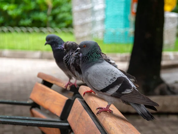 Różne Gołębie Gatunki Ptaków Rodziny Columbidae Kolejność Columbiformes Stojące Ławce — Zdjęcie stockowe