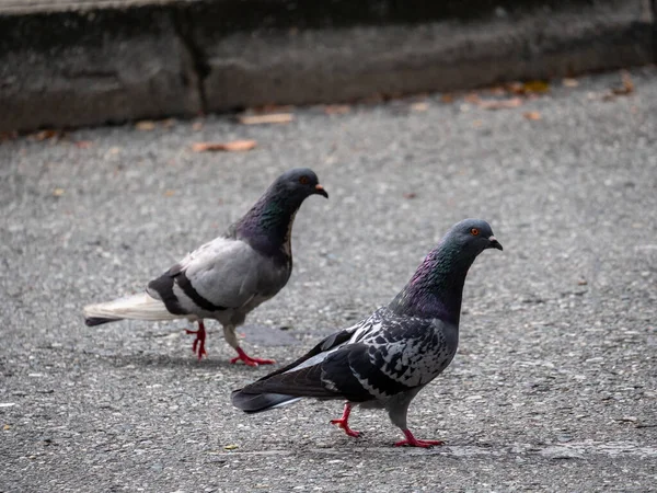 Два Голуби Вид Птахів Родині Columbidae Рід Columbiformes Прогулюючись Асфальту — стокове фото