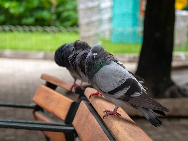 Olika Duvor Fågelarter Familjen Columbidae Beställ Columbiformes Stående Ovanpå Parkbänk — Stockfoto