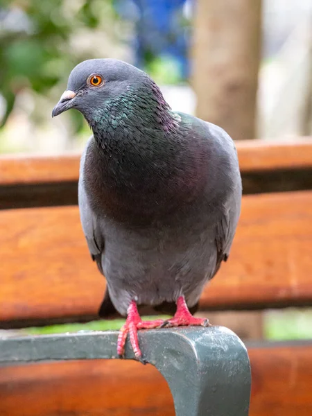 Pigeon Species Birds Family Columbidae Order Columbiformes Standing Park Bench — стокове фото