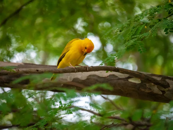 コロンビア科の鳥類の種である2頭のピジョンと 平和の鳩として知られる白い国内のピジョン — ストック写真