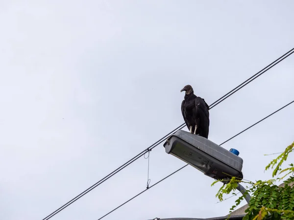 Avvoltoio Nero Piedi Lampione Giorno Chiaro — Foto Stock