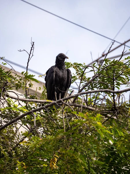 Avvoltoio Nero Piedi Ramo Albero Giorno Chiaro — Foto Stock