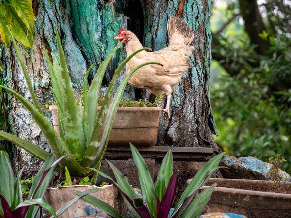 Hen Standing on a Pot Near a Tree and Surrounded by Plants