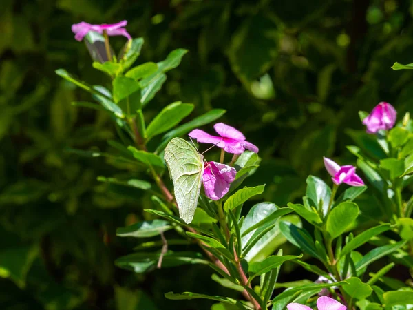 White Angled Sulphur Anteos Clorinde Poses Pink Flower Catharanthus Roseus — Stock fotografie