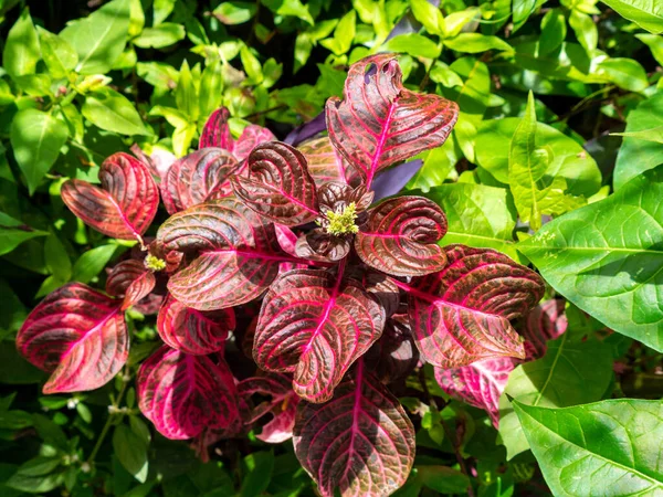 Iresine Reddish Leaves Fuchsia Stem Middle — Stock fotografie