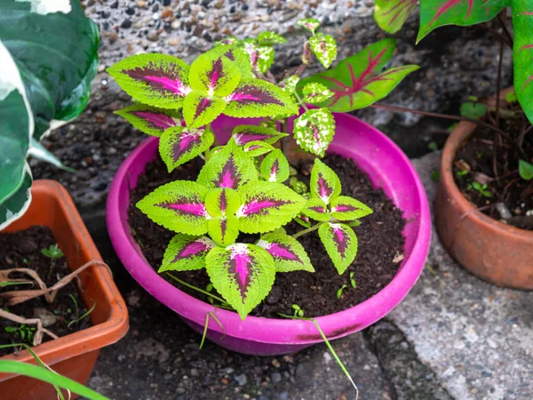 Coleus Scutellarioides Plant Green Leaves Fuccia Pot Same Color — 스톡 사진