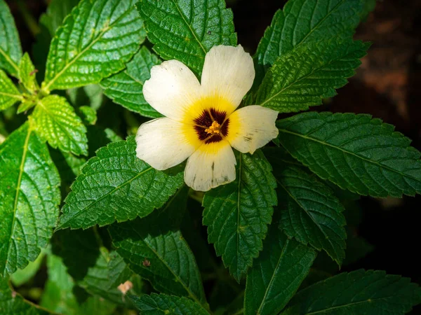 White Buttercup Known Common Names Sulphur Alder Politician Flower Dark — Stock Photo, Image