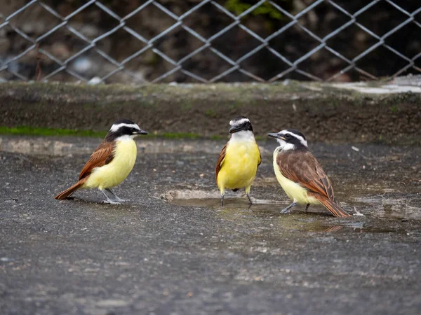 Great Kiskadee Pitangus Sulphuratus Passerine Bird Tyrant Flycatcher Family Tyrannidae — Foto de Stock