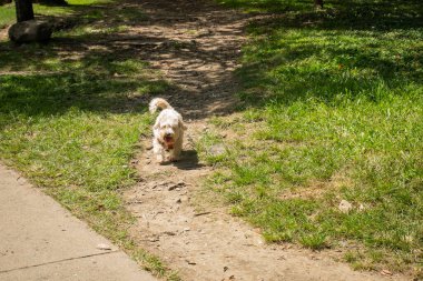 Beyaz Melez Köpek Bahçede Çamur Yolunda Yürüyor
