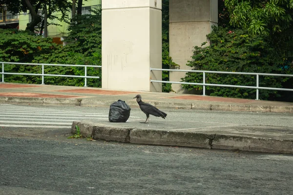 Medellin Antioquia Colombia November 2020 Black Buzzard Står Framför Sopsäck — Stockfoto