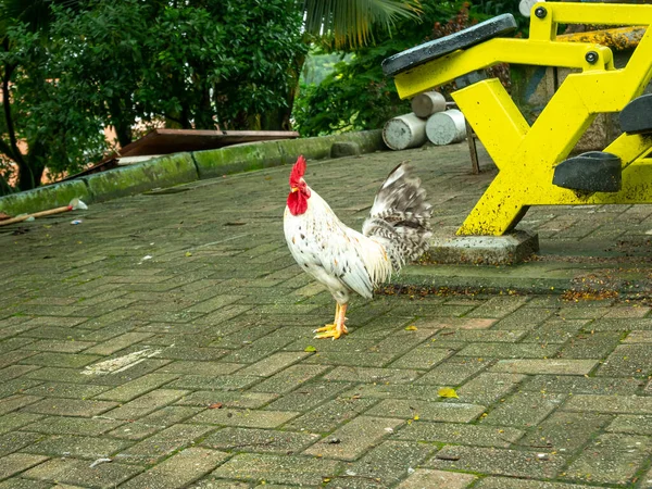 Rooster Exercise Machine Medellin Colombia — 스톡 사진